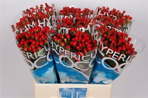 HYPERICUM COCO CALYPSO 40